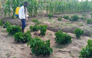 The Agriculture Project Update 2020